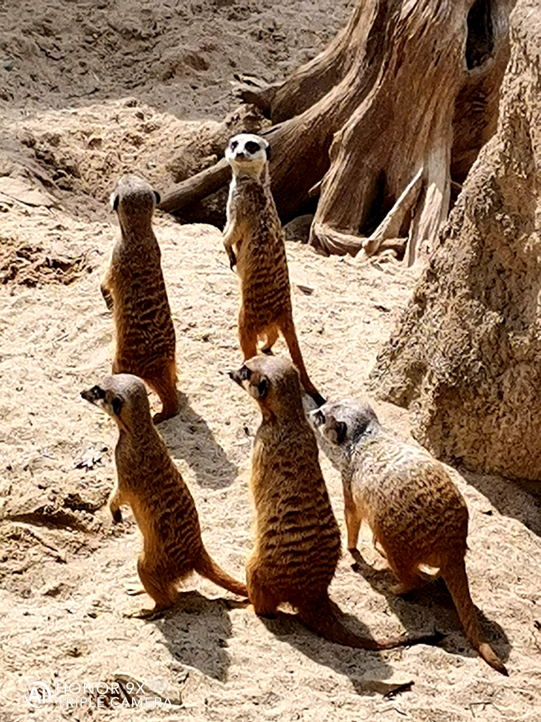 HONOR9XPROnbspBestnbspOfnbspFotos