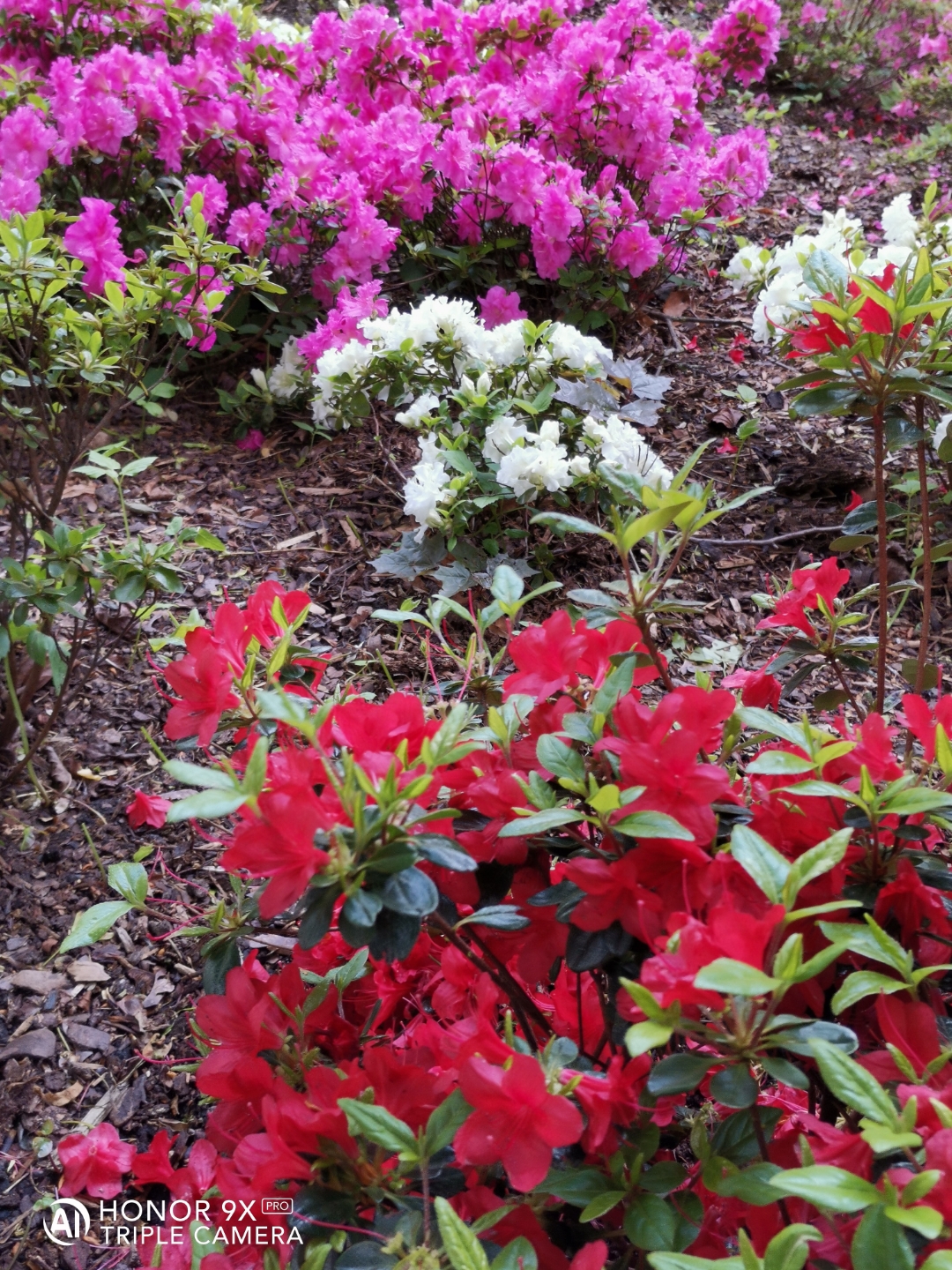 HONOR9XPROnbspBestnbspOfnbspFotos