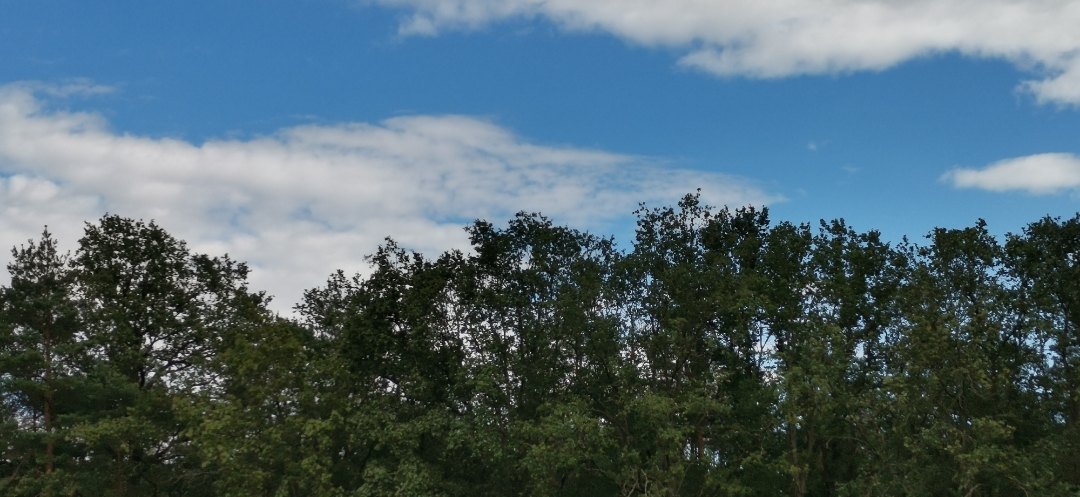 Honor-9X-Pro-Aufnahmen-in-der-Natur