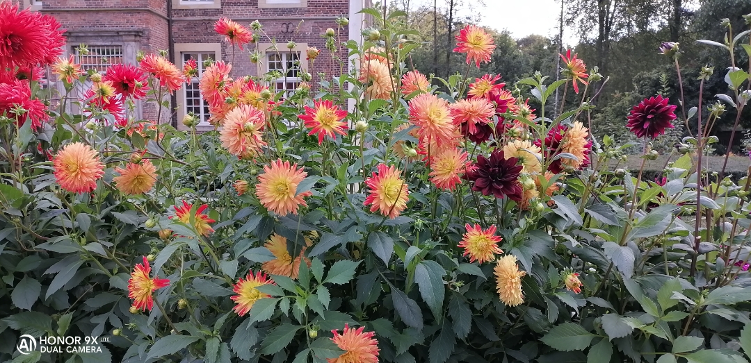 pimg-srchttpsiforum-dechihonorcomdedataimages20209279102691c-6ebd-4cf7