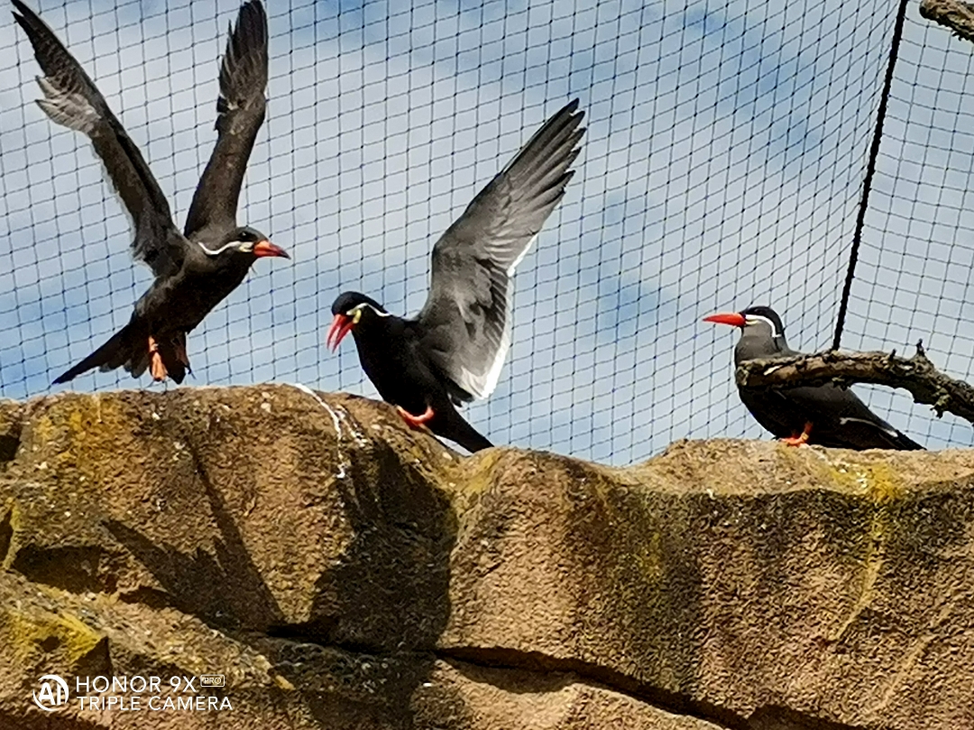 HONOR9XPROnbspBestnbspOfnbspFotos