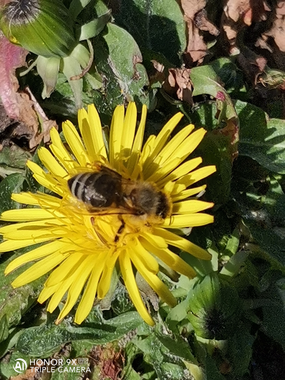 HONOR9XPROnbspBestnbspOfnbspFotos