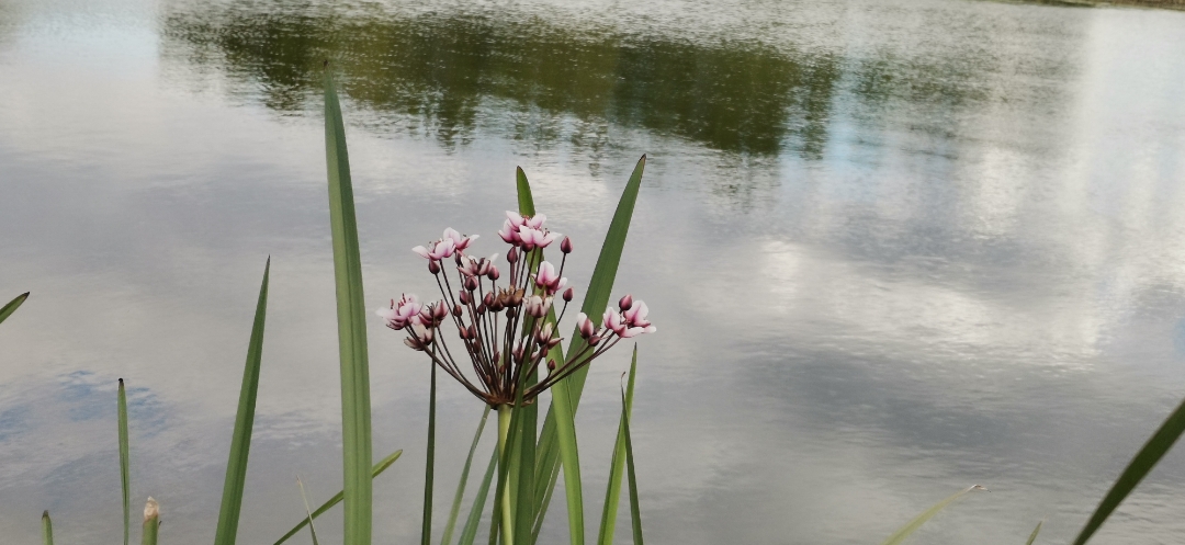 Honor-9X-Pro-Aufnahmen-in-der-Natur