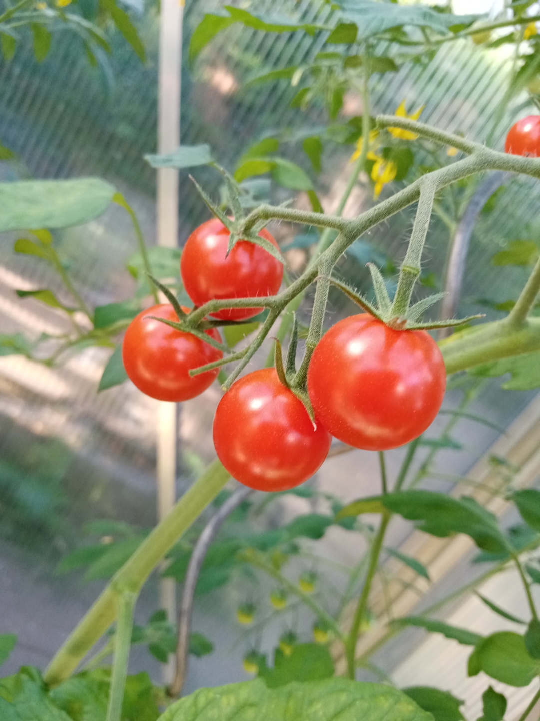 Das-HONOR-9A-im-Garten