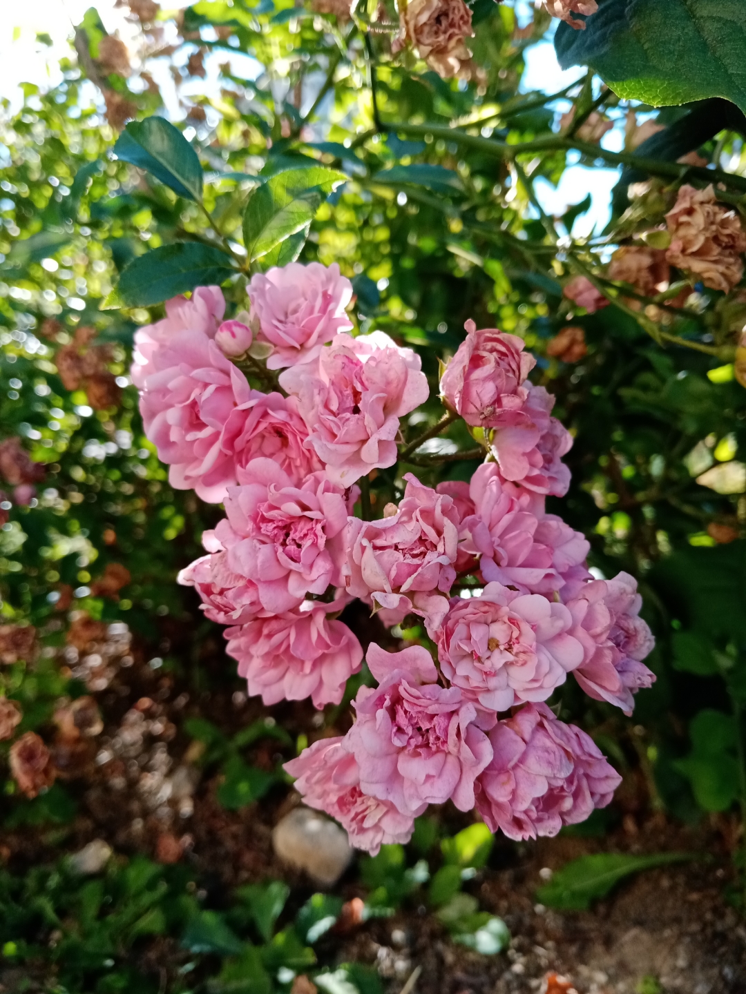 Das-HONOR-9A-im-Garten