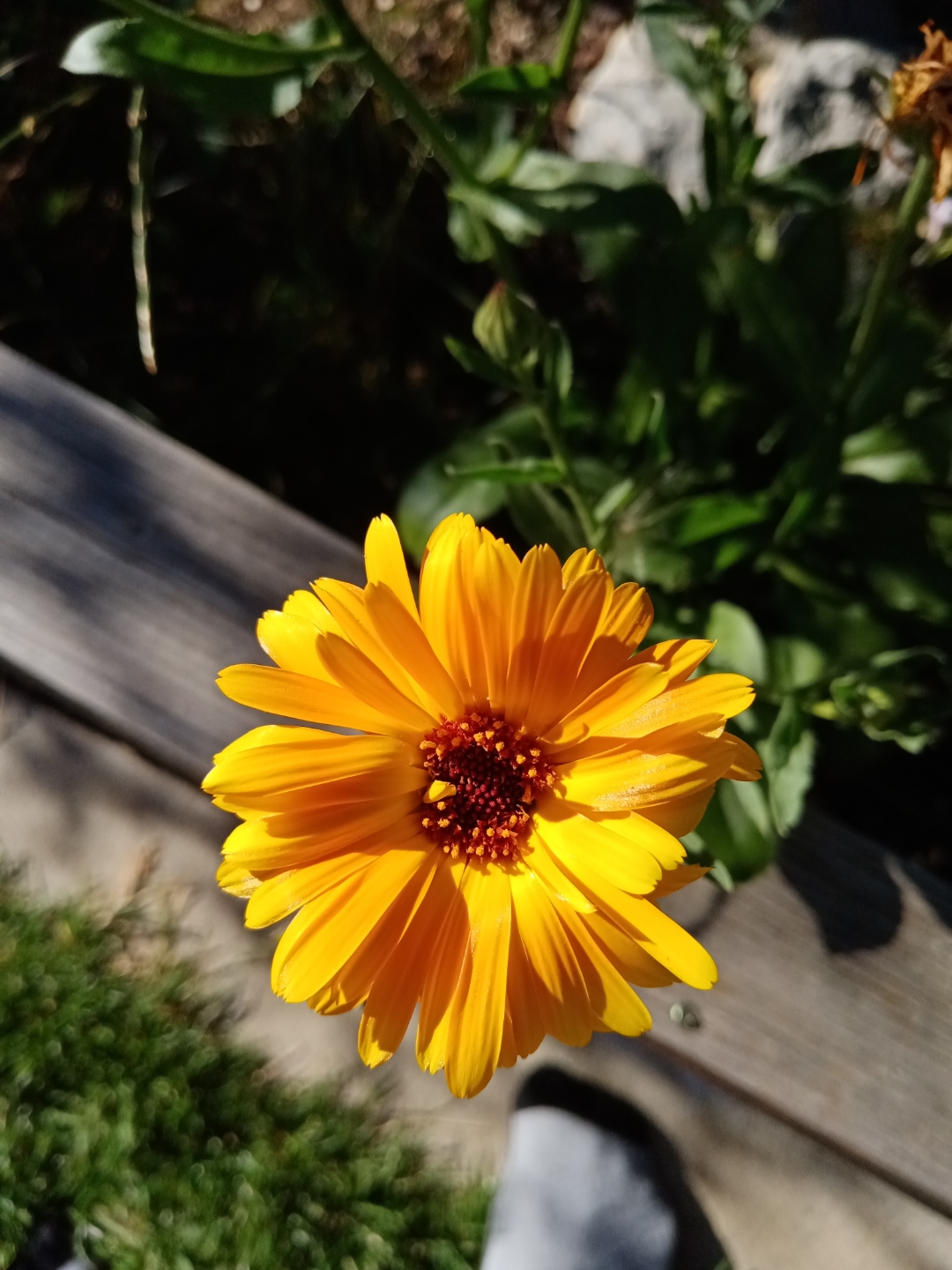 Das-HONOR-9A-im-Garten