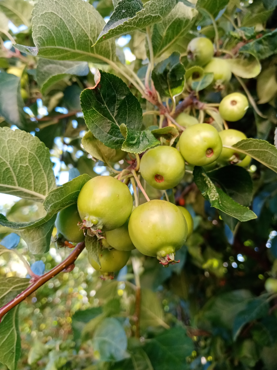 Das-HONOR-9A-im-Garten