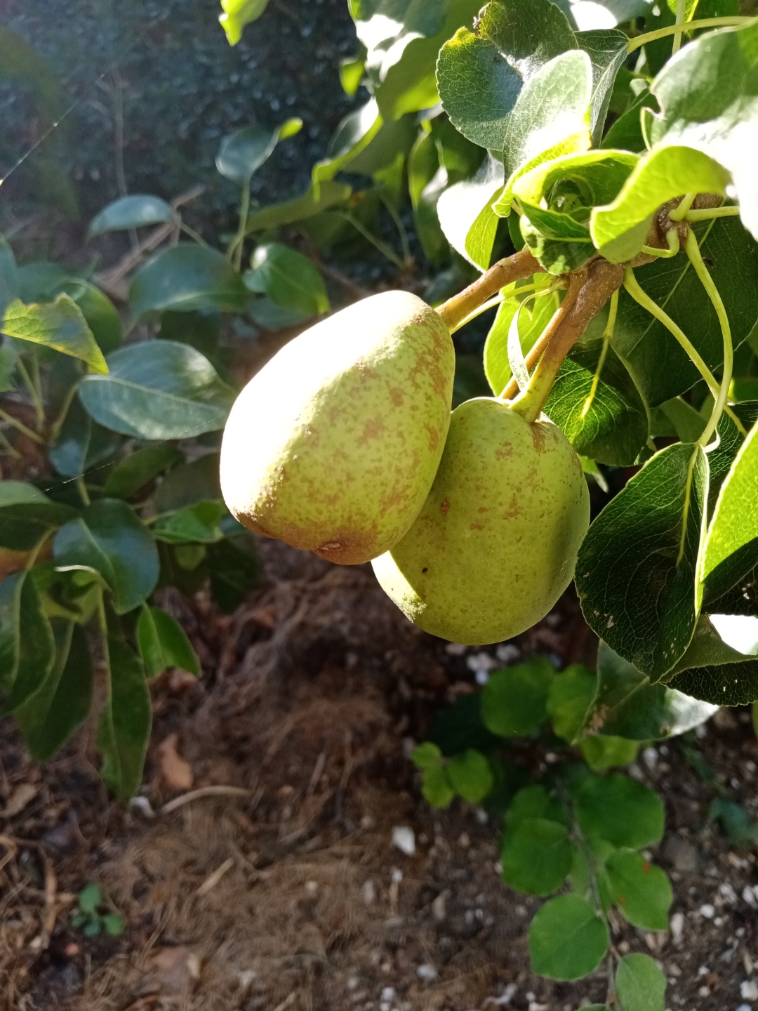 Das-HONOR-9A-im-Garten