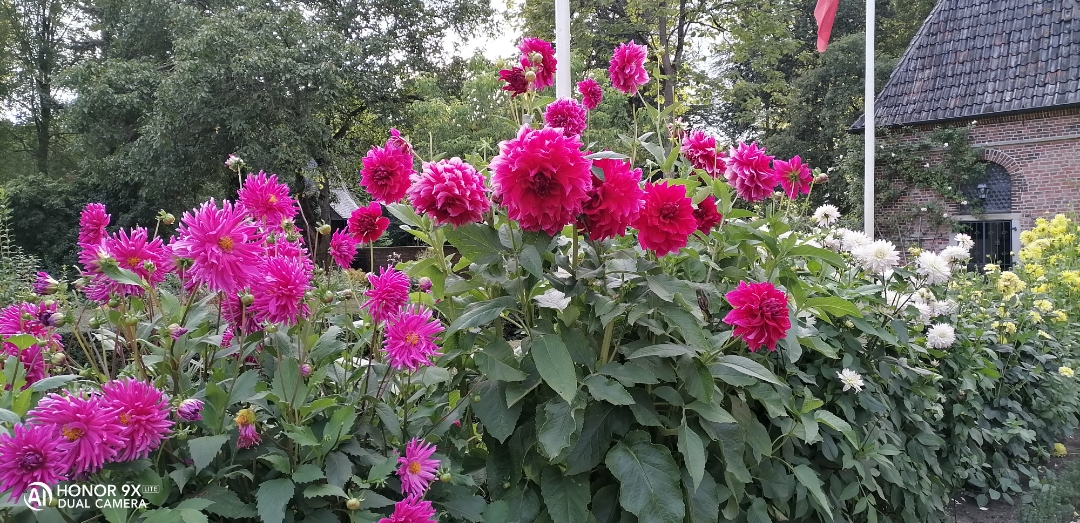 pimg-srchttpsiforum-dechihonorcomdedataimages20209279102691c-6ebd-4cf7