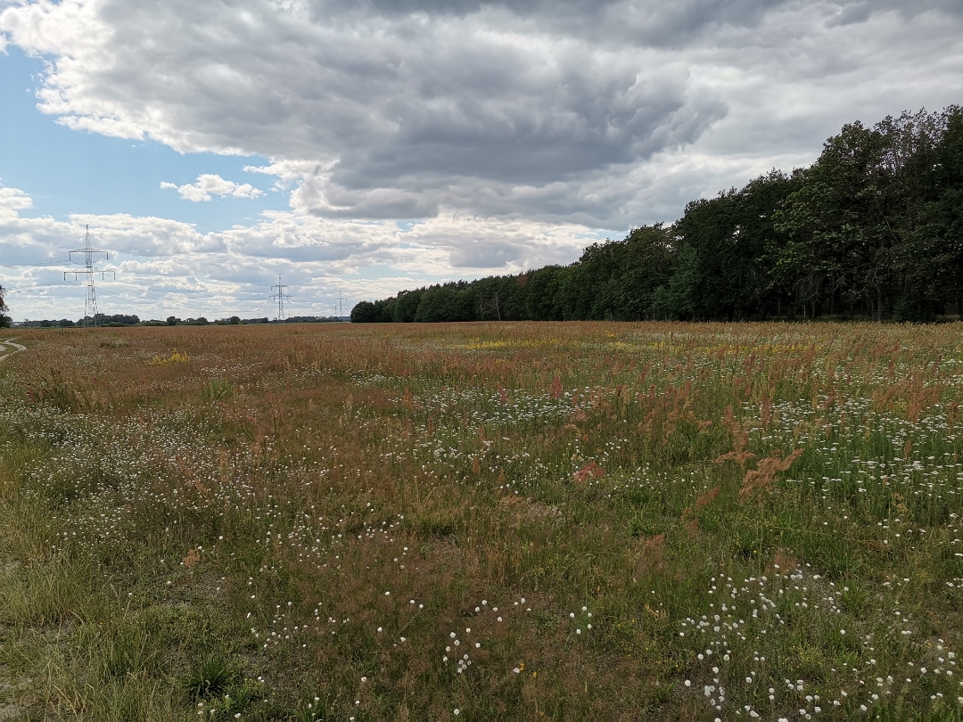 Honor-9X-Pro-Aufnahmen-in-der-Natur