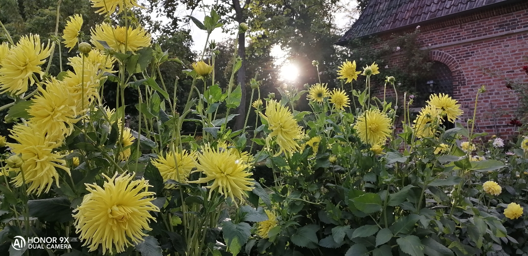 pimg-srchttpsiforum-dechihonorcomdedataimages20209279102691c-6ebd-4cf7