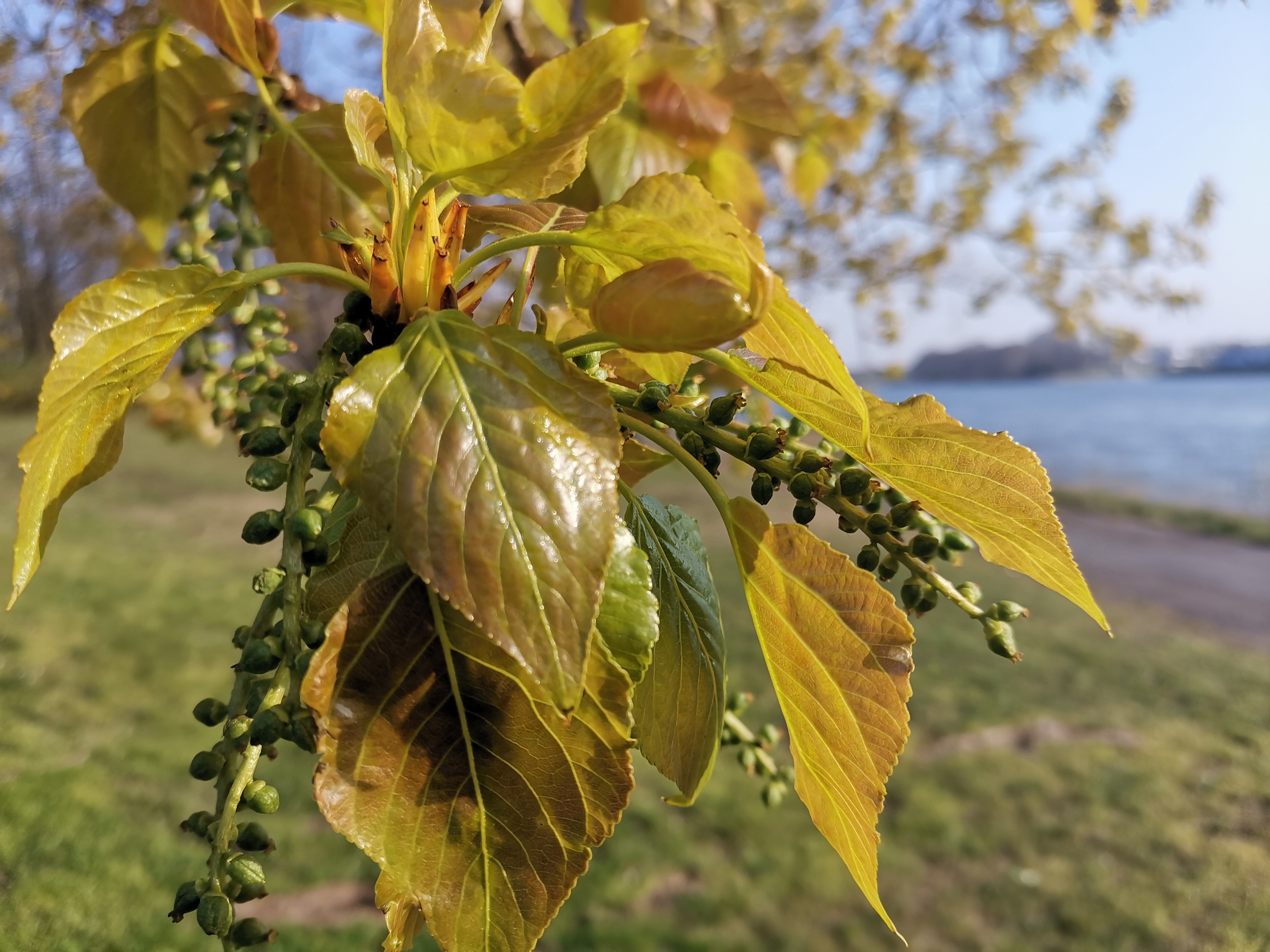 pSeit-ca-2-Jahren-bin-ich-treuer-und-begeisterter-Honor-10-Nutzer-Das