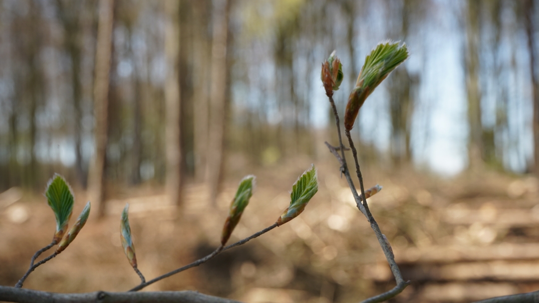 Honor-9x-Pro---Waldspaziergang