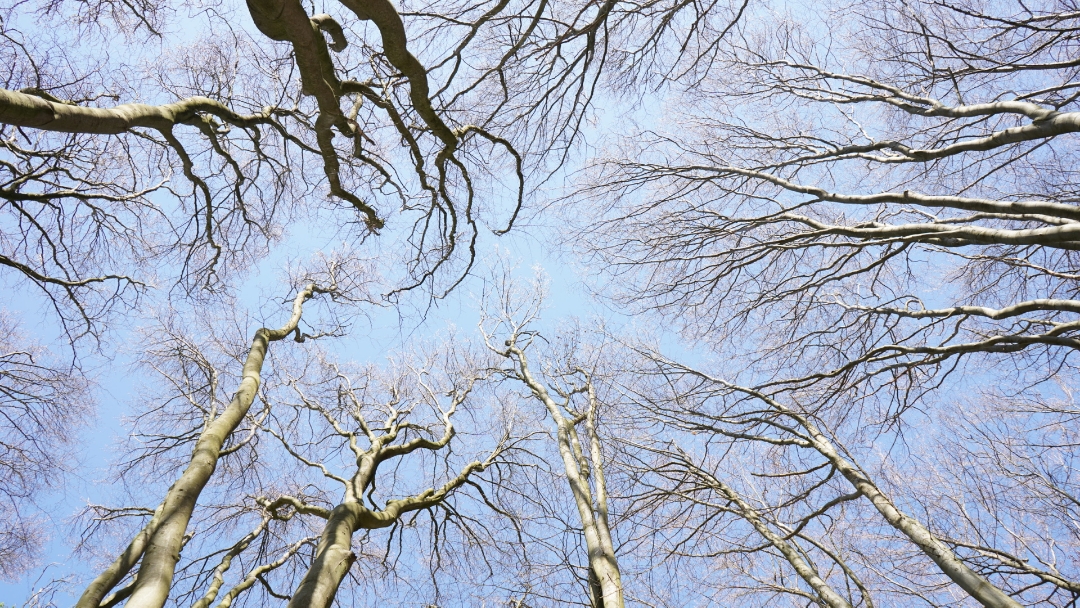 Honor-9x-Pro---Waldspaziergang