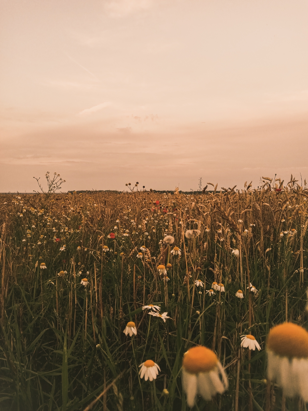 Honornbsp9AnbspSonnenuntergängenbspgenießennbspgehtnbspdasnbsp