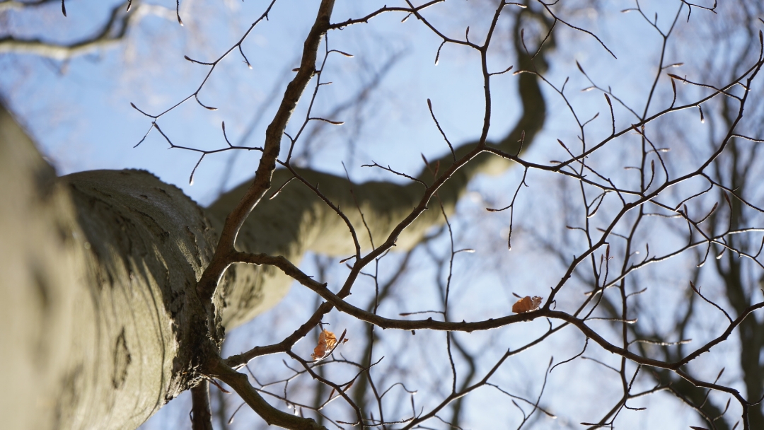 Honor-9x-Pro---Waldspaziergang