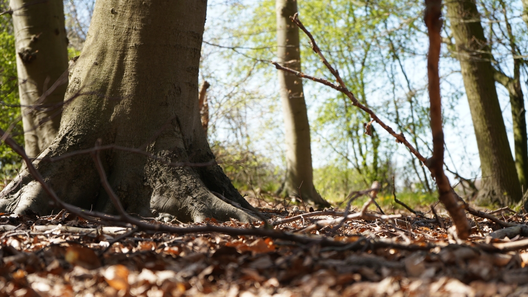 Honor-9x-Pro---Waldspaziergang