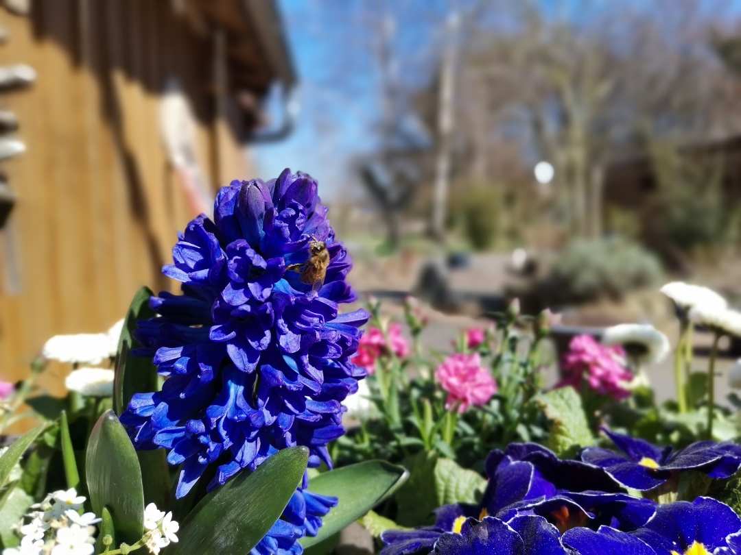 Honornbsp9xnbspPronbsp-nbspKamerafunktionnbspBlende