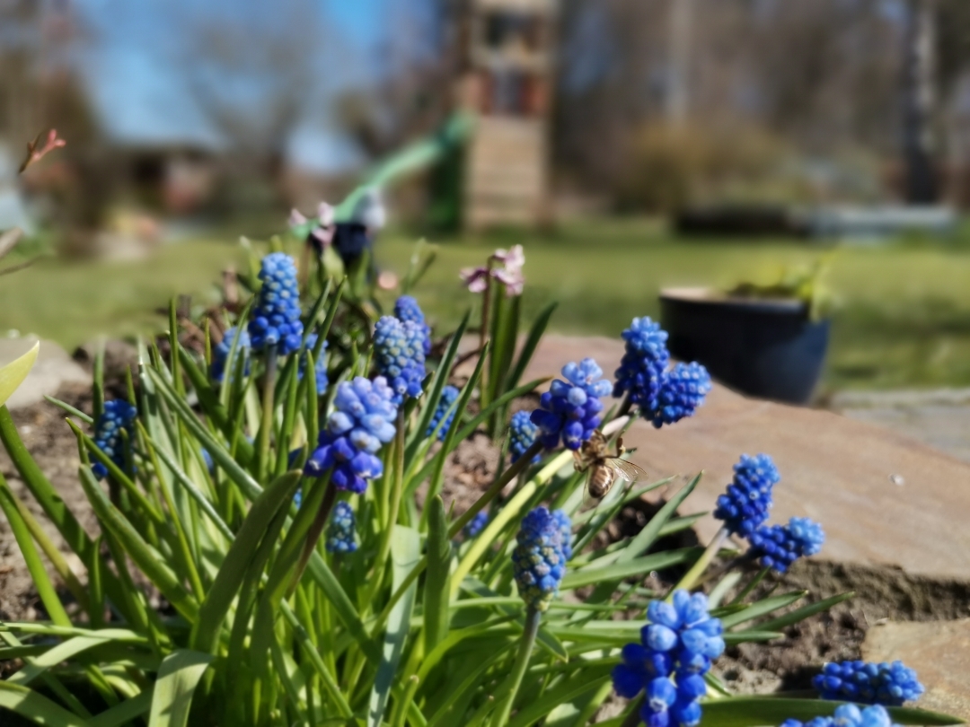 Honornbsp9xnbspPronbsp-nbspKamerafunktionnbspBlende