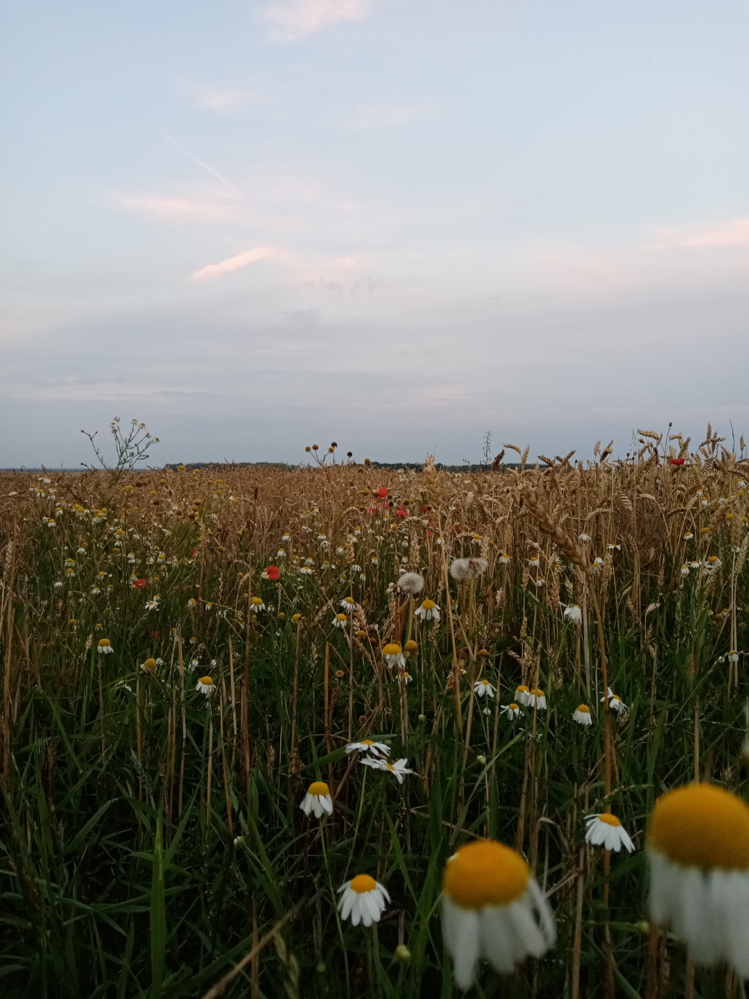 Honornbsp9AnbspSonnenuntergängenbspgenießennbspgehtnbspdasnbsp