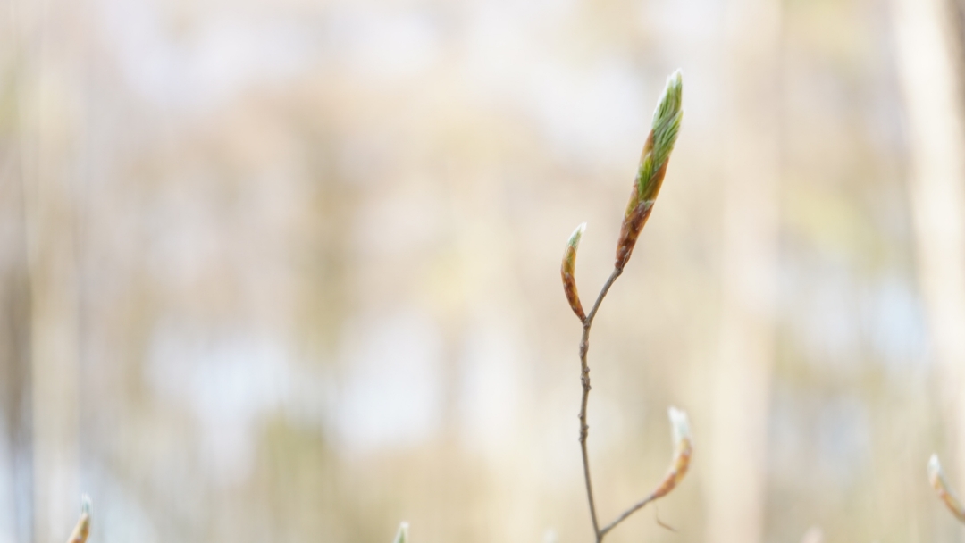 Honor-9x-Pro---Waldspaziergang