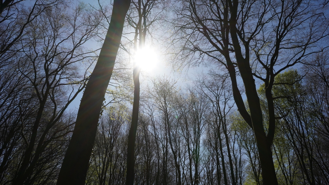 Honor-9x-Pro---Waldspaziergang