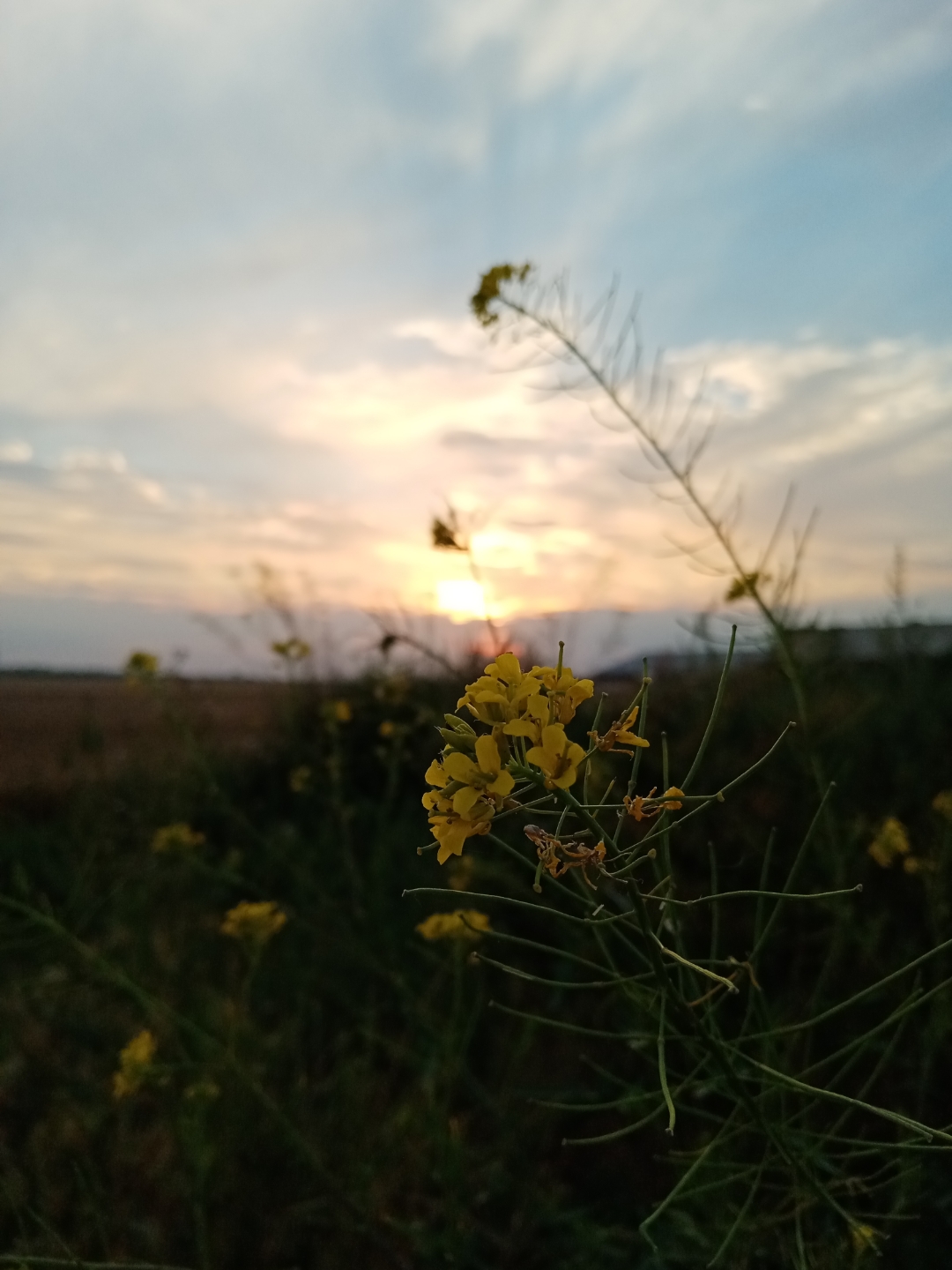 Honornbsp9AnbspSonnenuntergängenbspgenießennbspgehtnbspdasnbsp