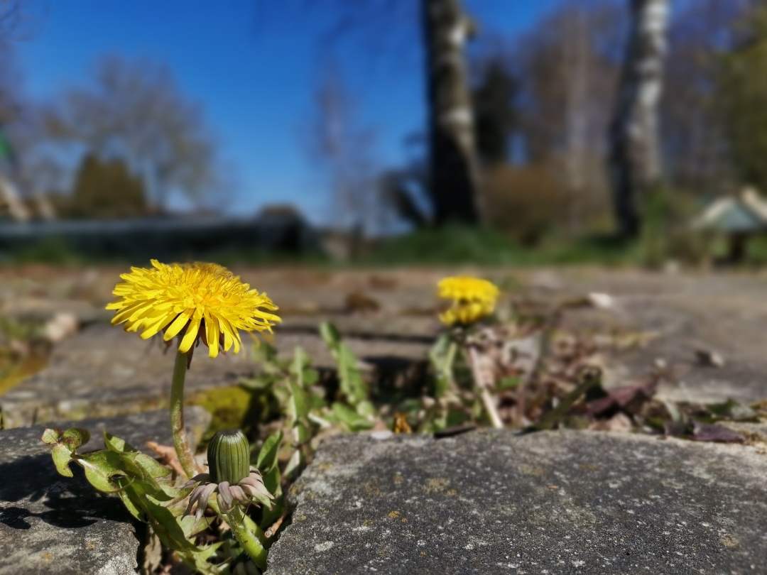 Honornbsp9xnbspPronbsp-nbspKamerafunktionnbspBlende