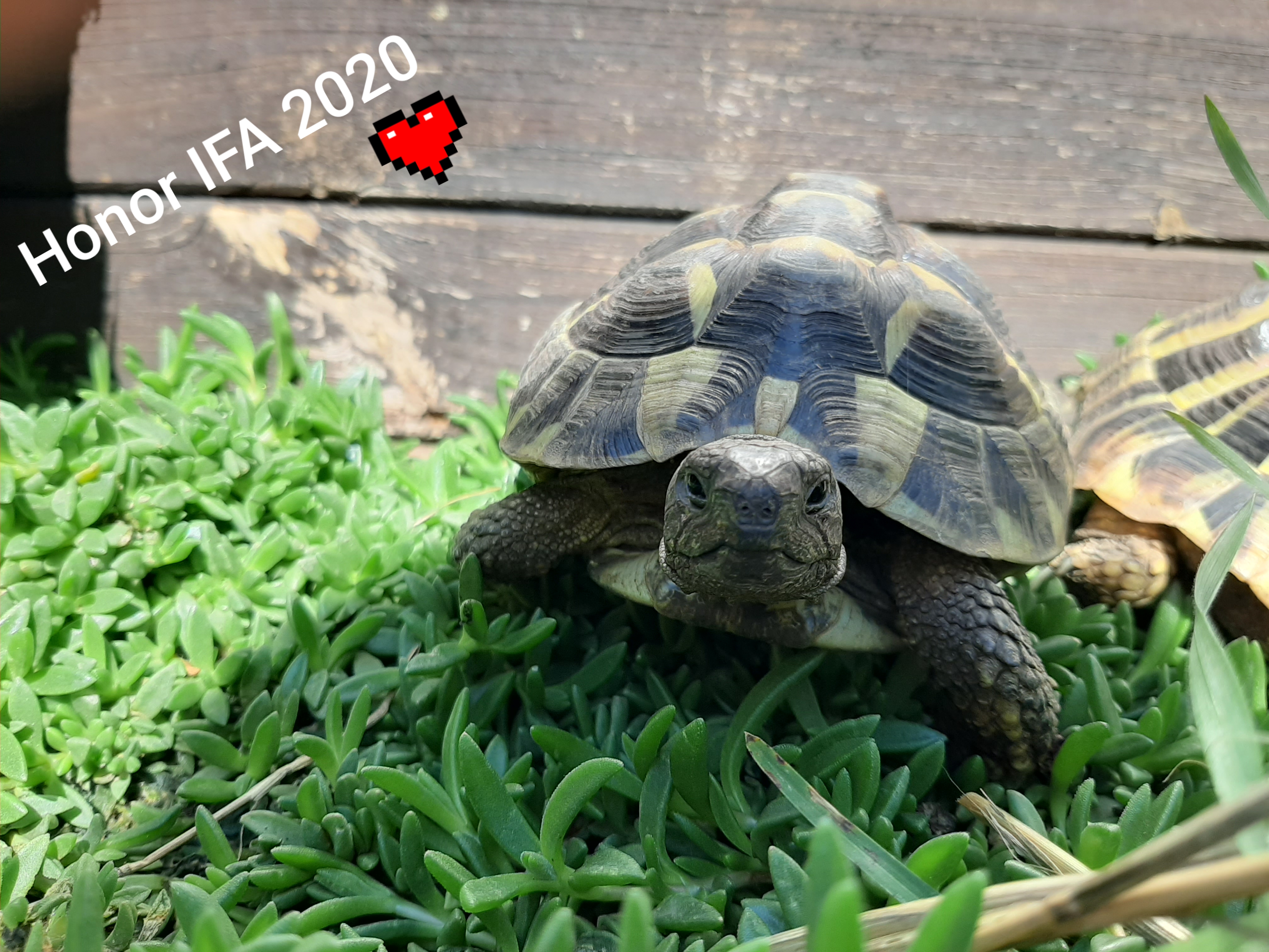 pimg-srchttpsiforum-dechihonorcomdedataimages202094d8a20f55-8166-4762