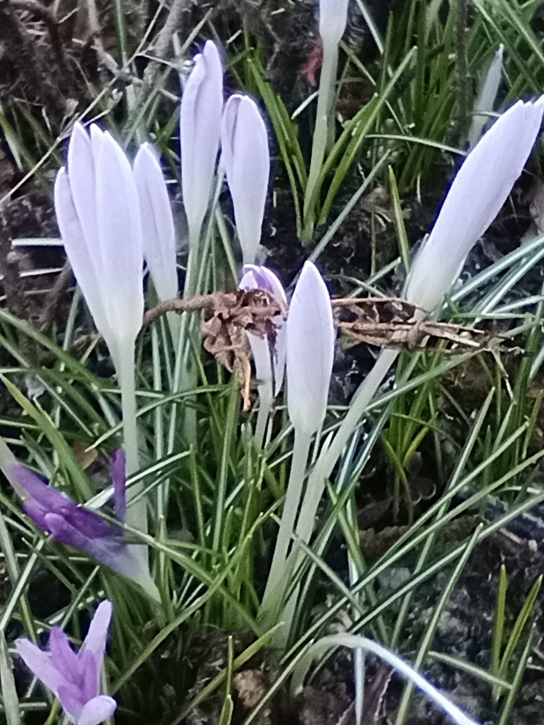 pGrüner-Bohneneintopf-mit-Kasslerppimg-srchttpsiforum