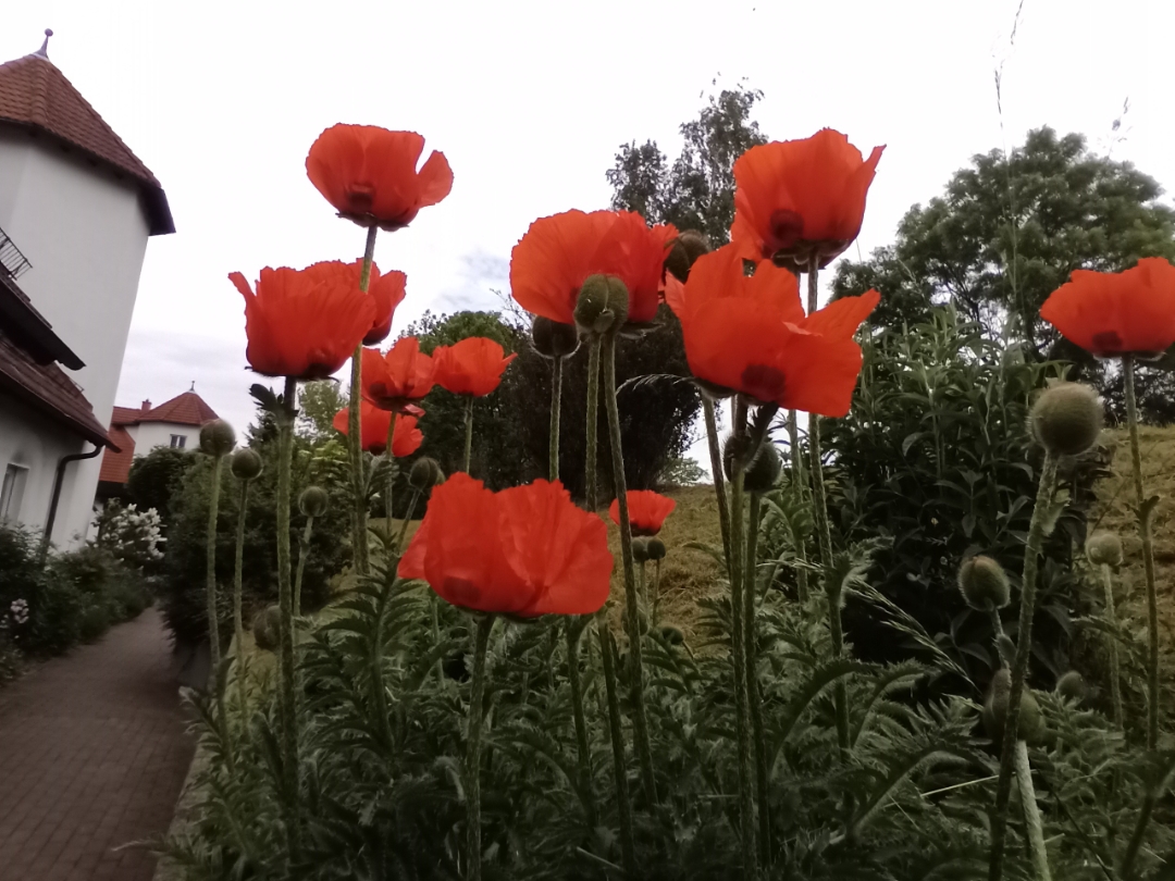 pSind-endlich-am-blühenppimg-srchttpsiforum