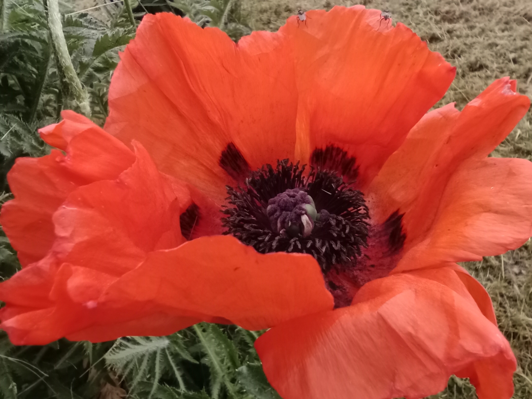 pSind-endlich-am-blühenppimg-srchttpsiforum