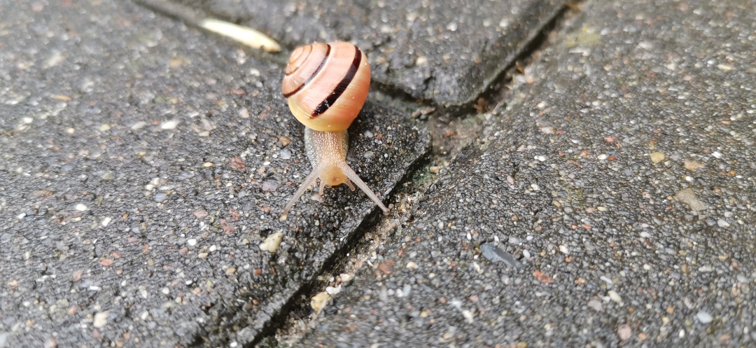 pimg-srchttpsiforum-dechihonorcomdedataimages202176df98ecb5-daef-4f0a