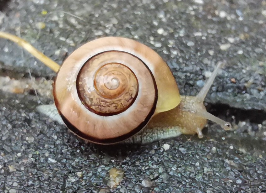 pimg-srchttpsiforum-dechihonorcomdedataimages202176df98ecb5-daef-4f0a