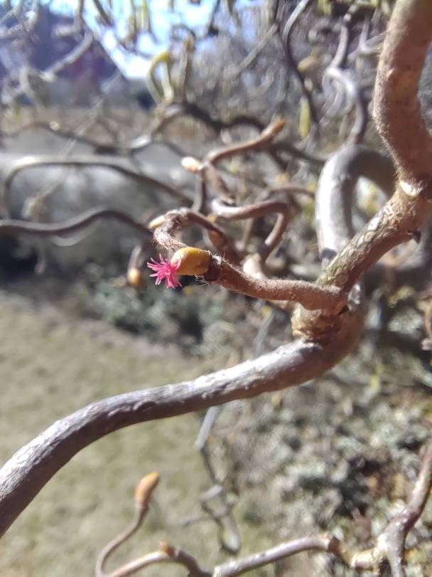 pspan-stylefont-size16pxHallo-liebe-HONOR-Fansnbspspanppspan-stylefont