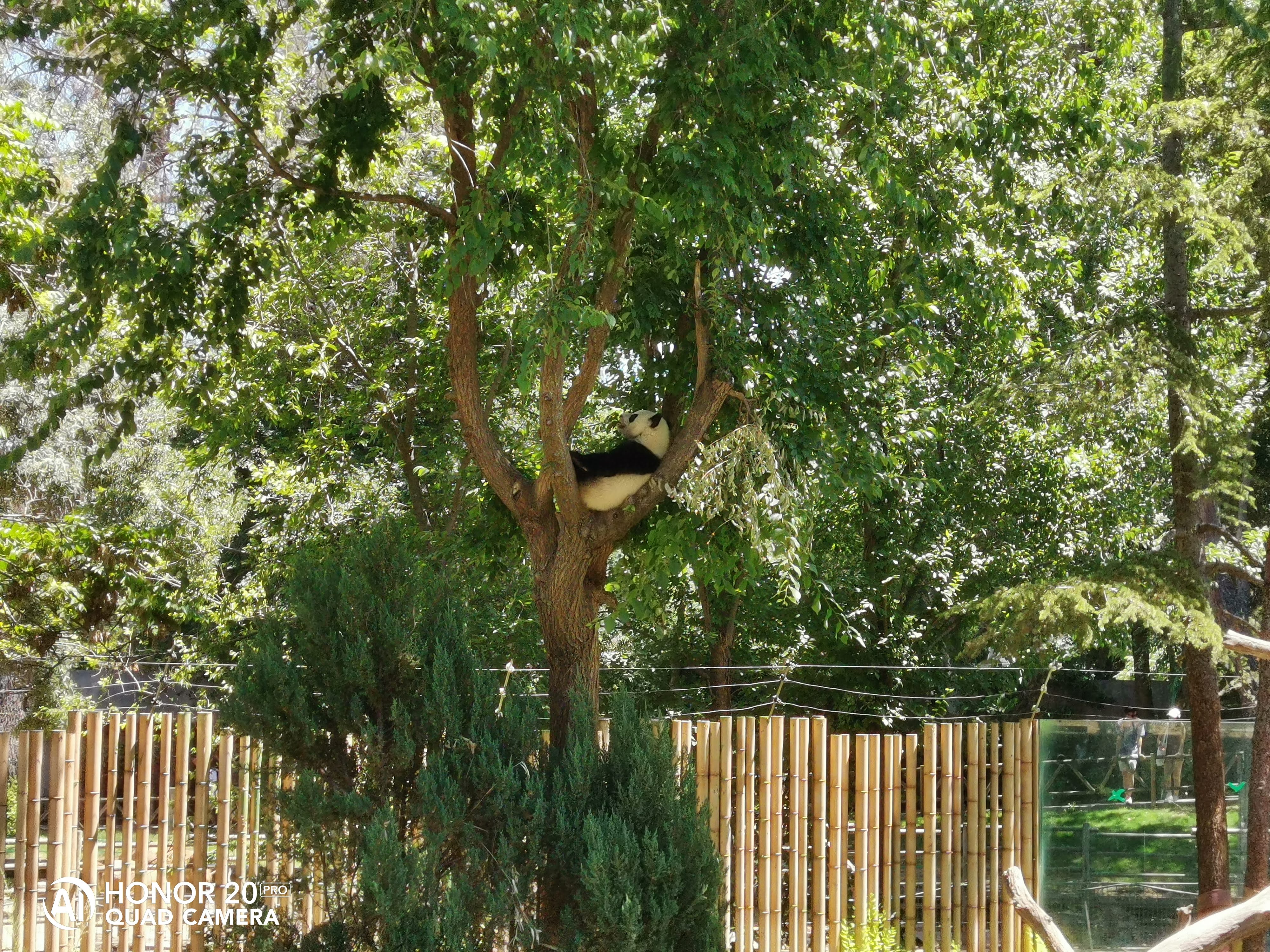 pimg-srchttpsiforum-dechihonorcomesdataimages100002022625b8bedca8-f4cc