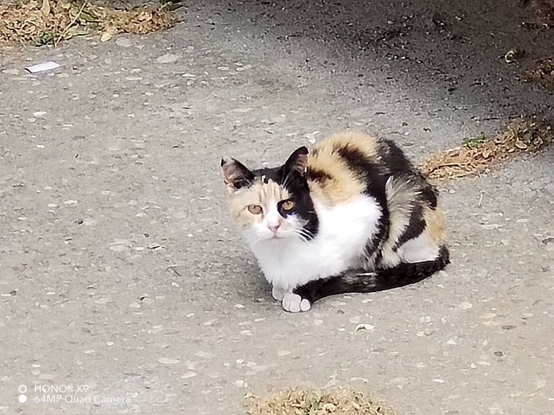 pimg-srchttpsiforum-dechihonorcomesdataimages100002022676f55c481-8ed5