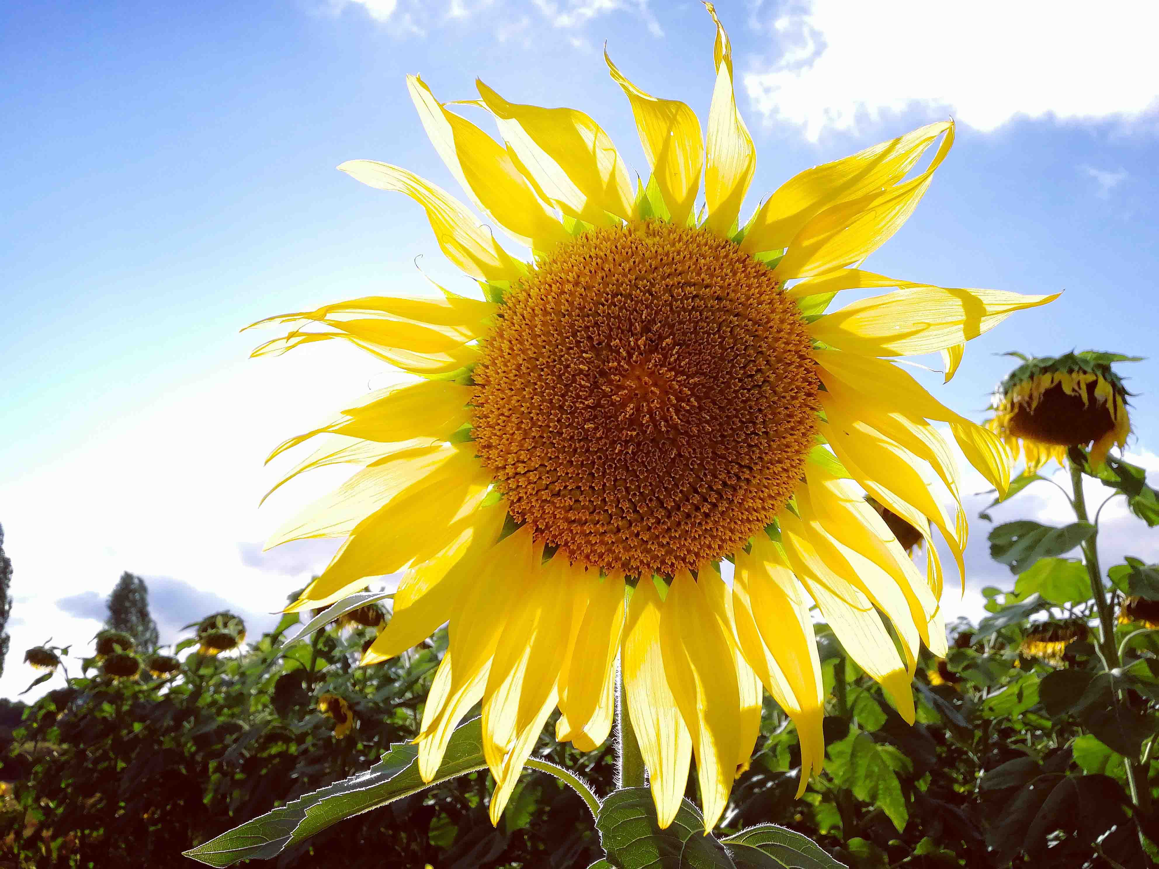 pspanHola-HONOR-Fansspanppspanstrong-stylespan