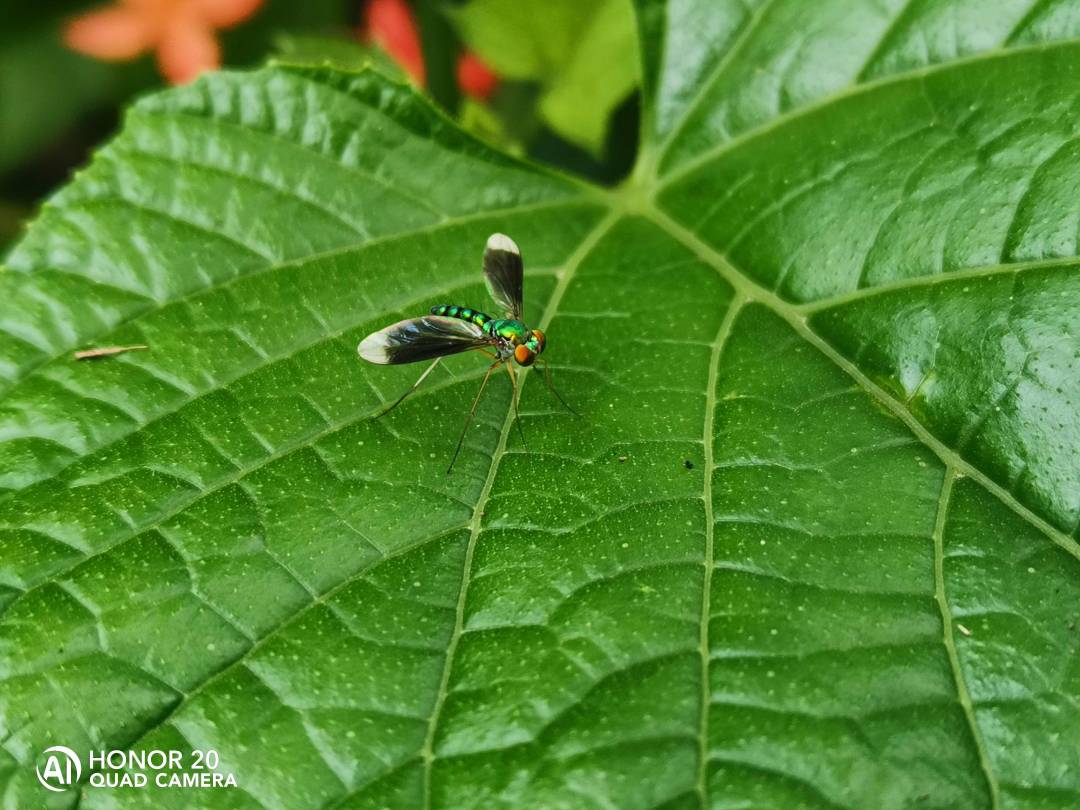 Fotografía-HONOR-20---4-cámaras-4-perspectivas