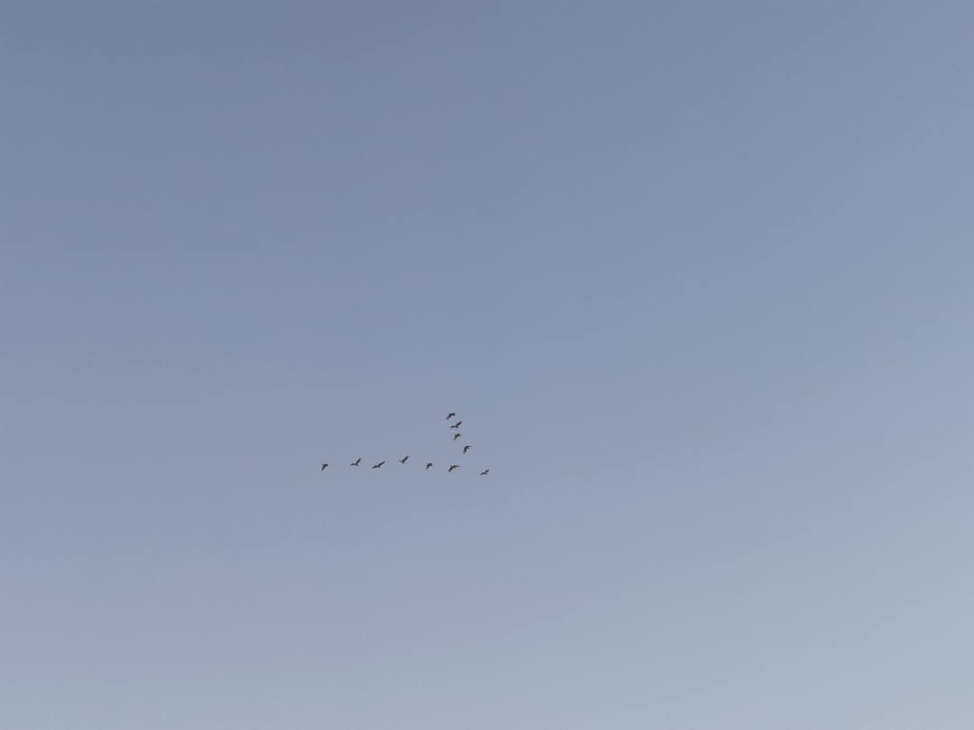 pimg-srchttpsiforum-dechihonorcomesdataimages20201012cf90631d-e150