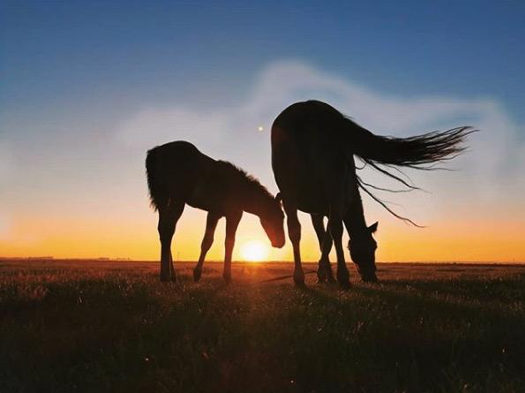 Así-es-el-potencial-de-las-cámaras-de-los-móviles-Honor