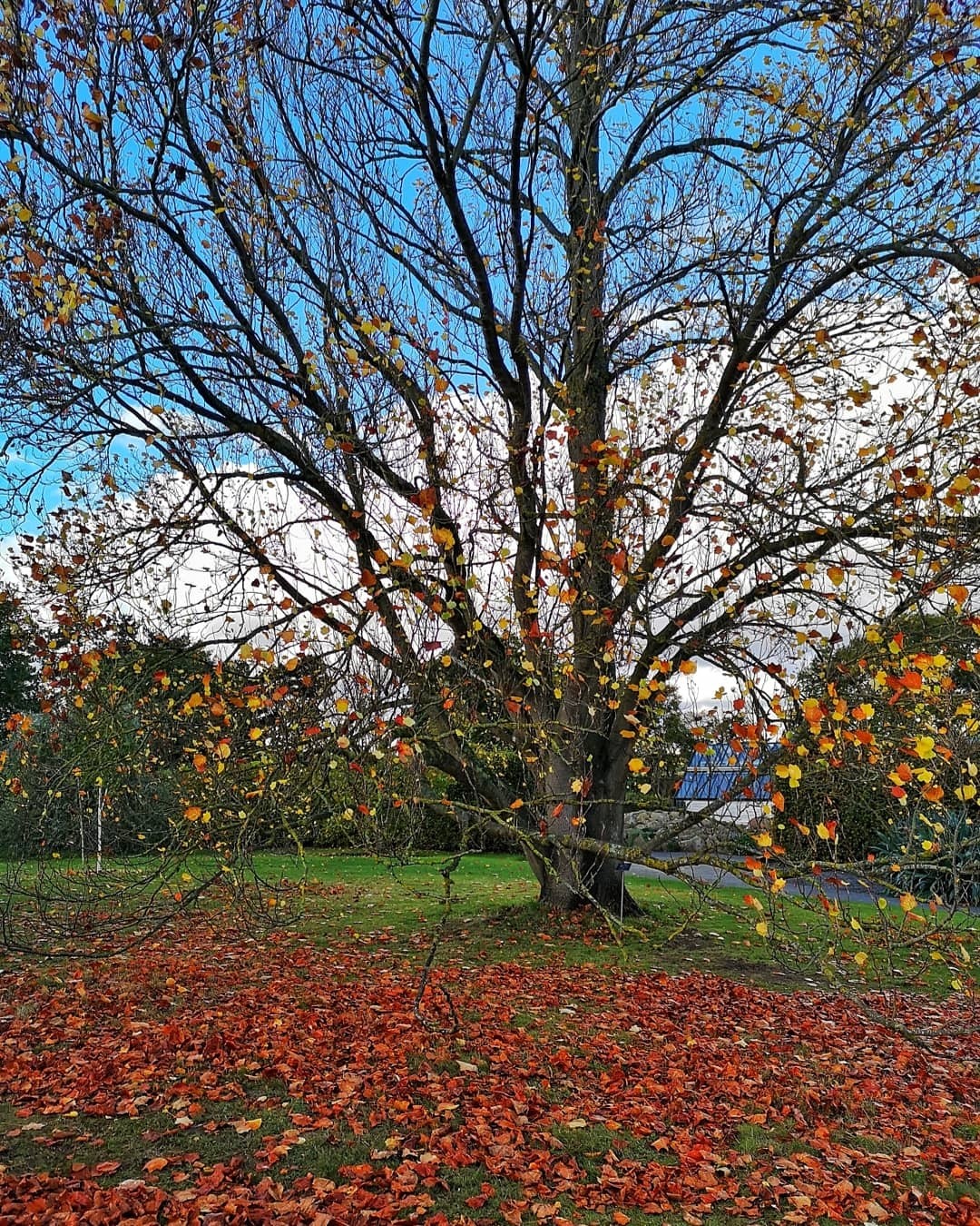 Fotografía-Algunas-fotos-de-Londres-con-el-Huawei-P20-Pro