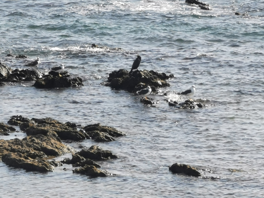 pimg-srchttpsiforum-dechihonorcomesdataimages2020102751d417e9-3a9a