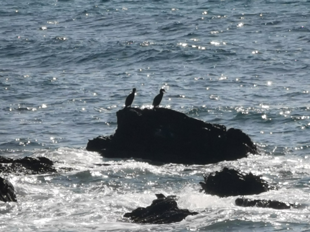 pimg-srchttpsiforum-dechihonorcomesdataimages2020102751d417e9-3a9a