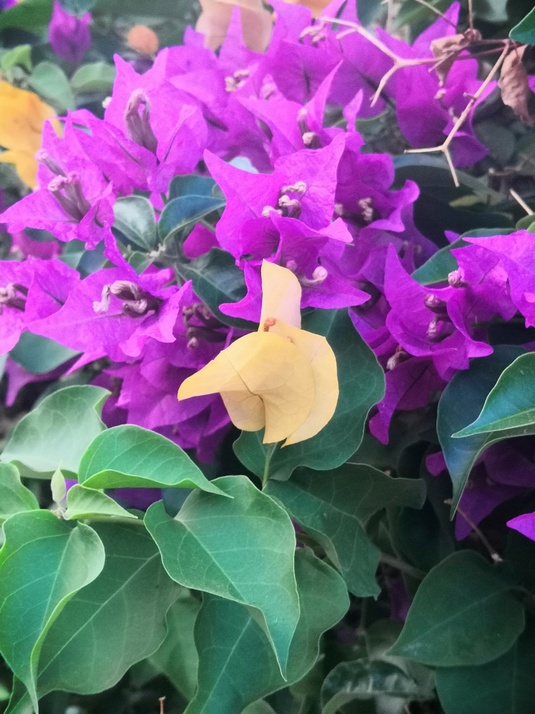 pAunque-el-Otoño-ha-llegado-y-los-días-se-hacen-mas-cortos-y-se