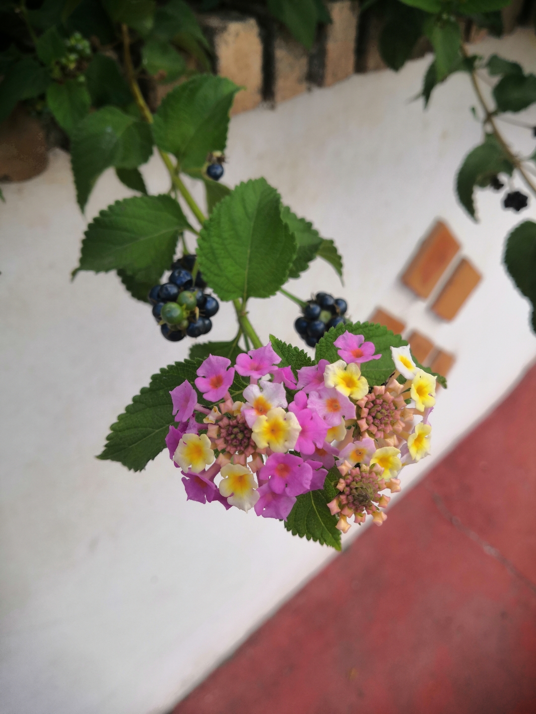 pAunque-el-Otoño-ha-llegado-y-los-días-se-hacen-mas-cortos-y-se