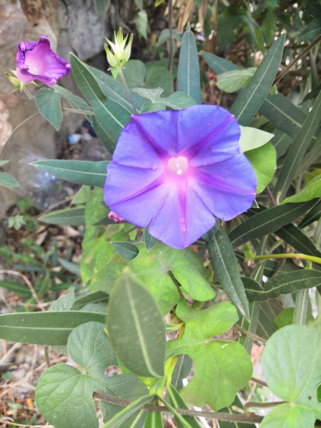 pAunque-el-Otoño-ha-llegado-y-los-días-se-hacen-mas-cortos-y-se