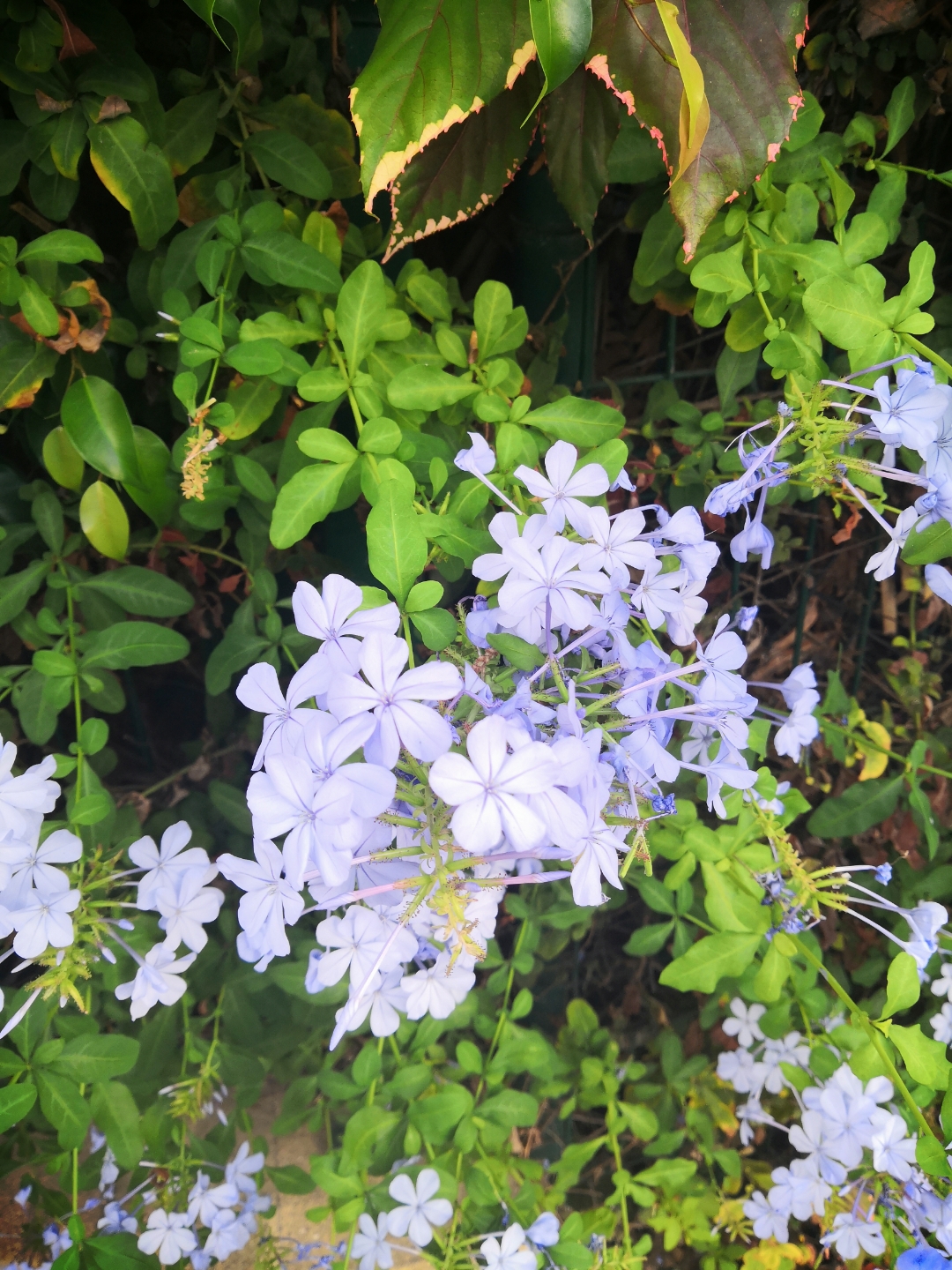 pAunque-el-Otoño-ha-llegado-y-los-días-se-hacen-mas-cortos-y-se