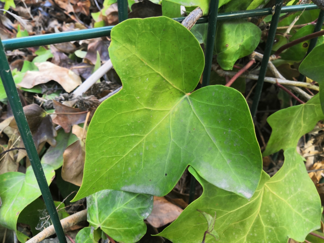 pAunque-el-Otoño-ha-llegado-y-los-días-se-hacen-mas-cortos-y-se