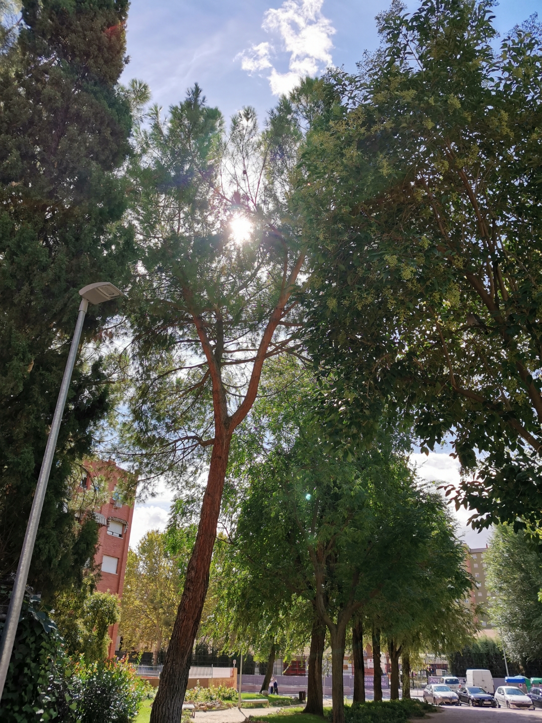 pspanBuenas-tardes-hoy-he-salido-un-rato-por-la-mañana-a-dar-un-paseo